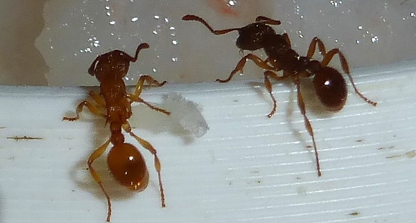 Myrmica rubra