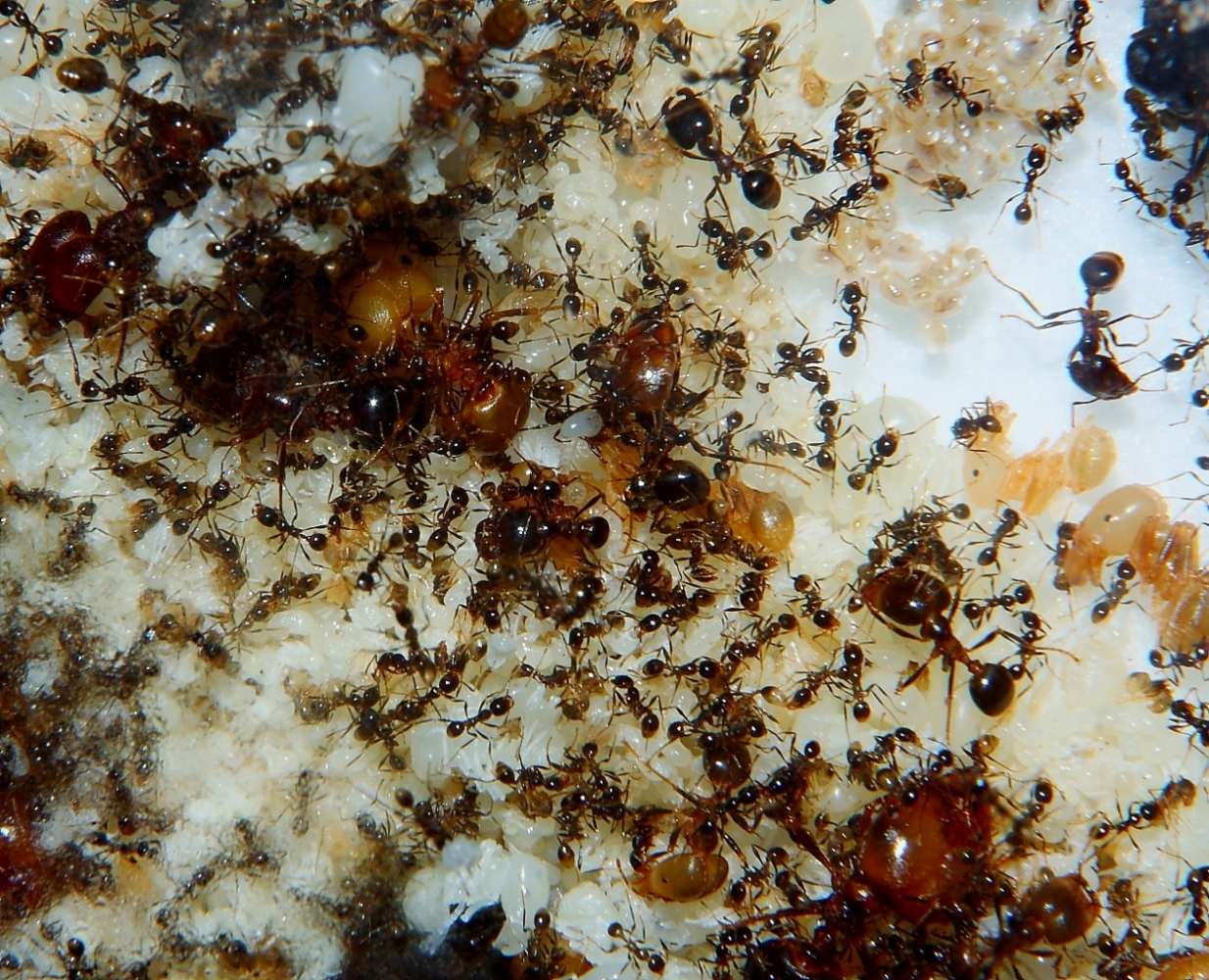 Carebara diversa  8
