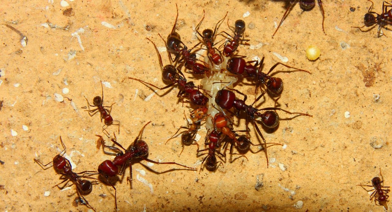 Messor cephalotes zerlegen Mehlkäferpuppe