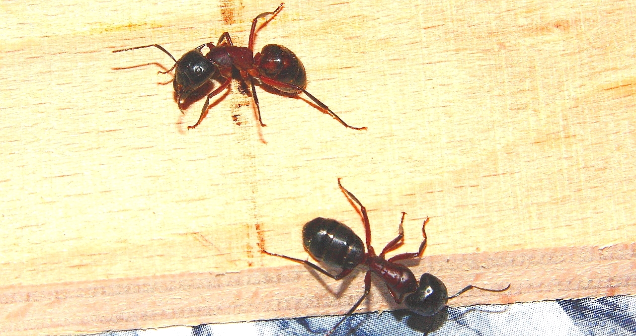 Camponotus ligniperda