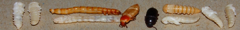 Mehlkäfer