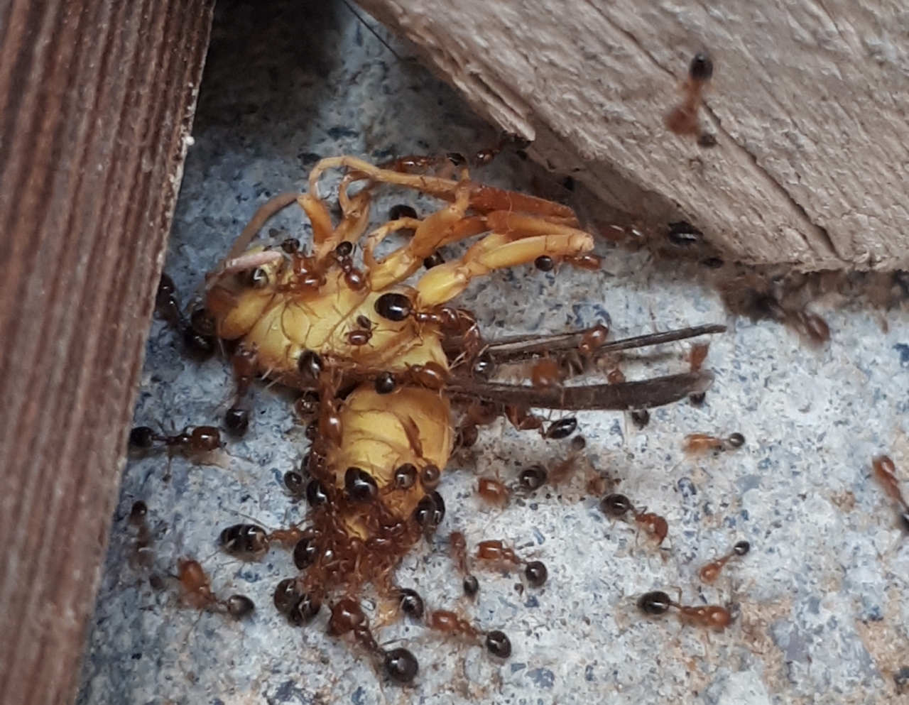 Crematogaster