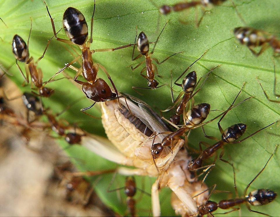 Camponotus mit Heimchen
