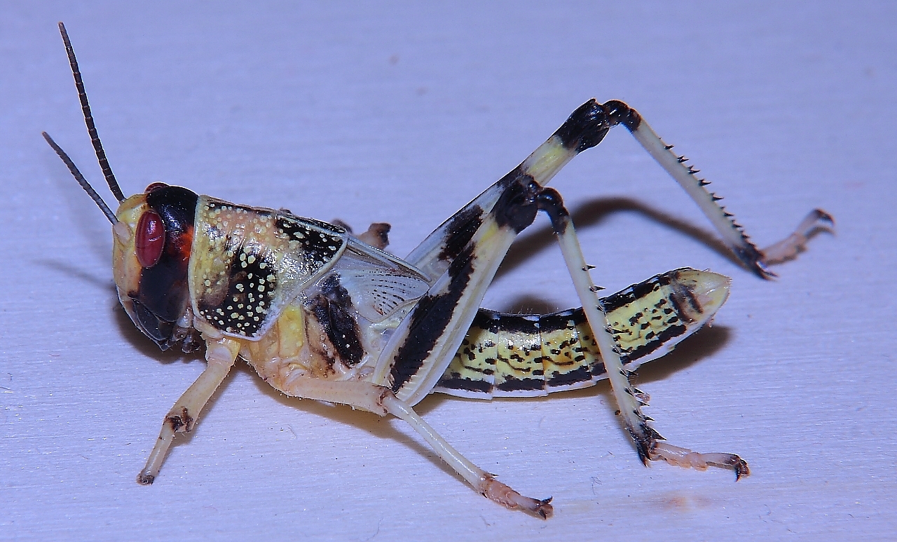 Heuschrecke_1