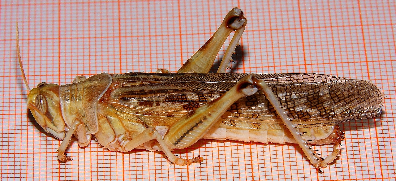 Heuschrecke_2
