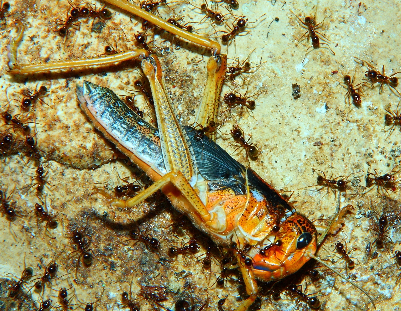 Heuschrecke_3