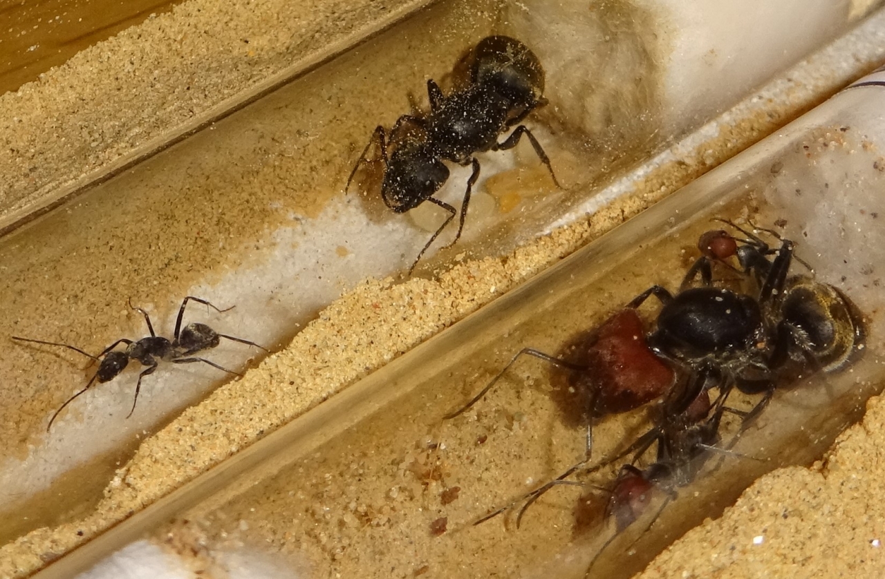 pseudolendus vs singularis