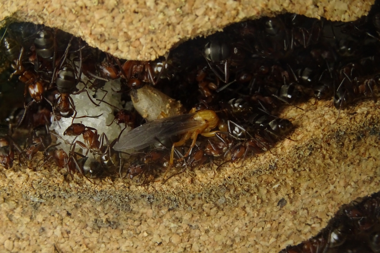 Formica sanguinea Jungkönigin 2