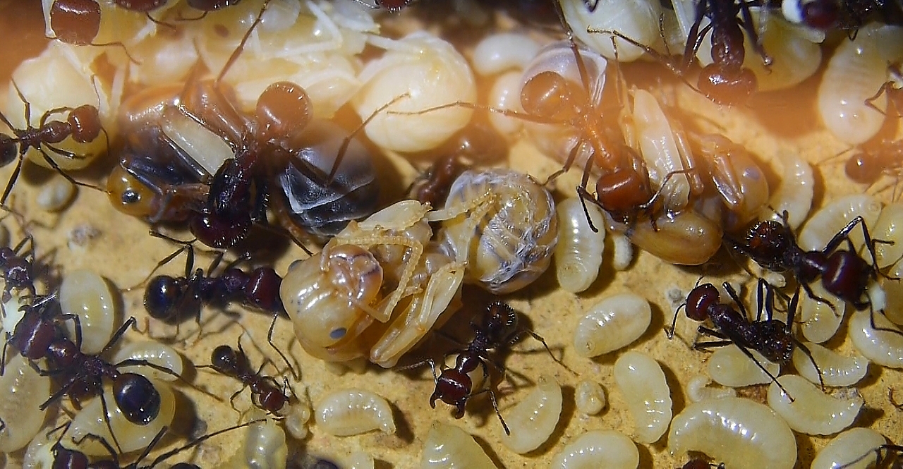 Messor cephalotes Königin _102