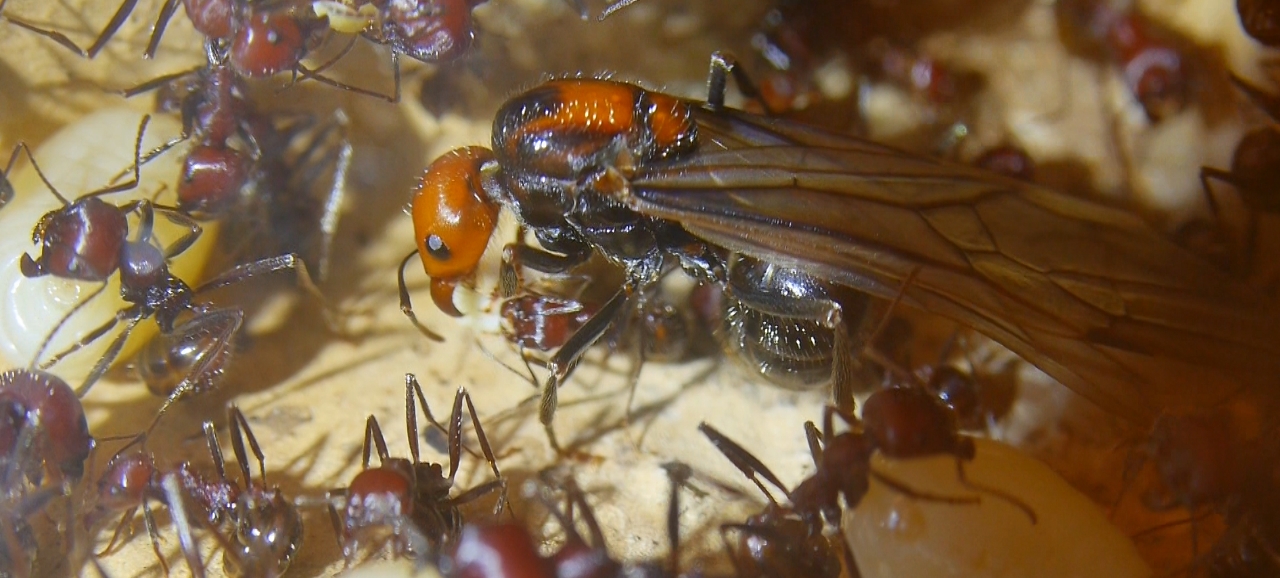 Messor cephalotes Königin _105