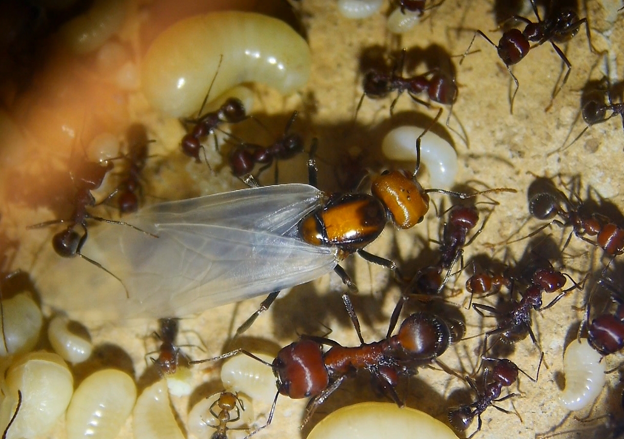 Messor cephalotes Königin _111