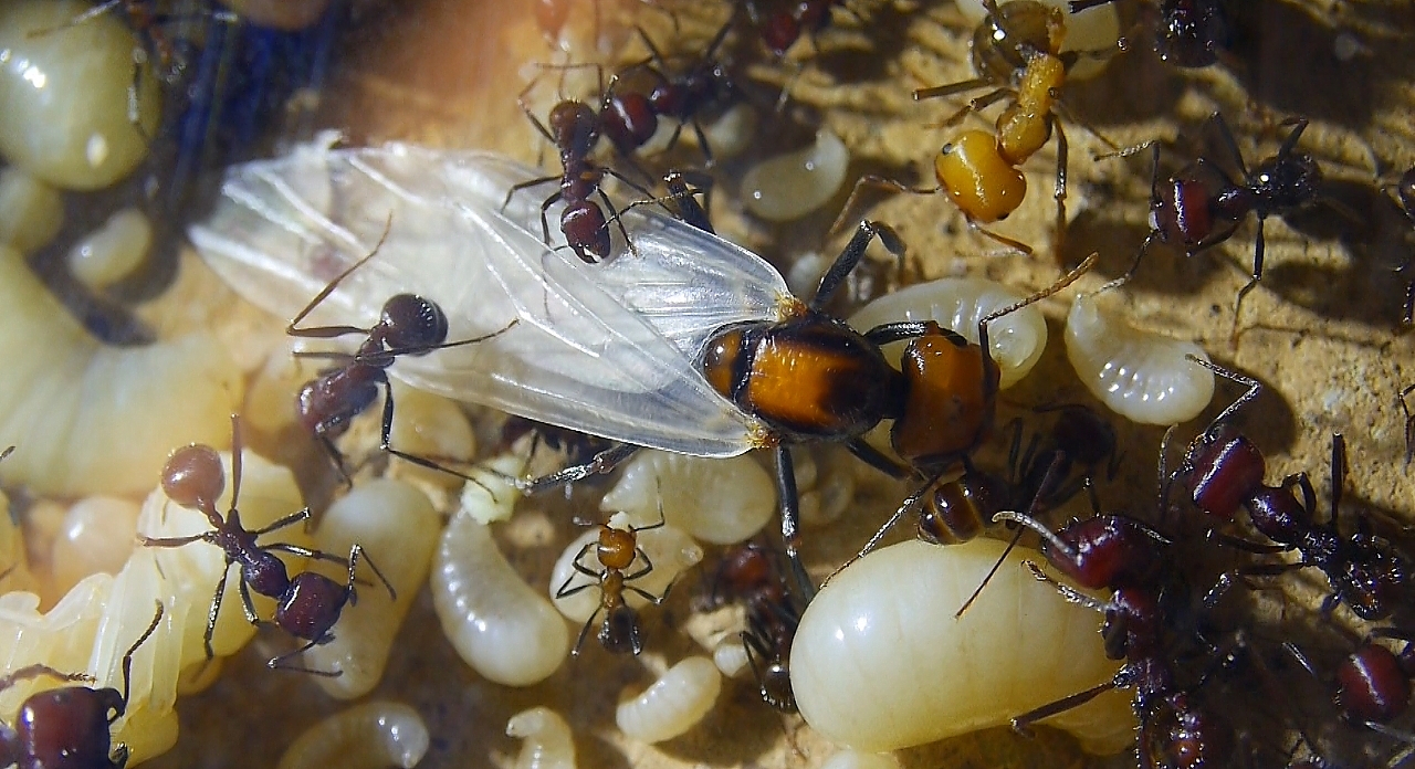 Messor cephalotes Königin _112