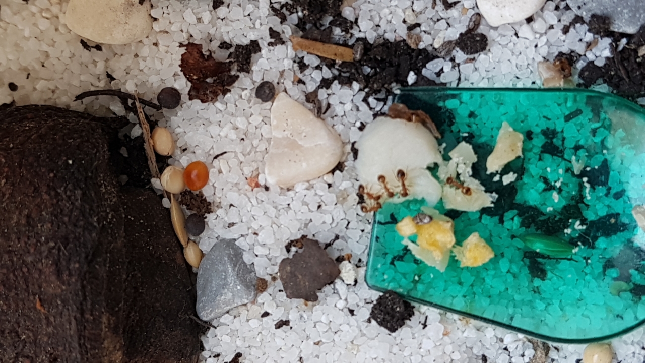 TemFrühstück