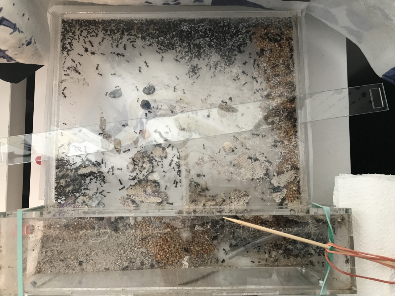 altes Nest (gekippt)