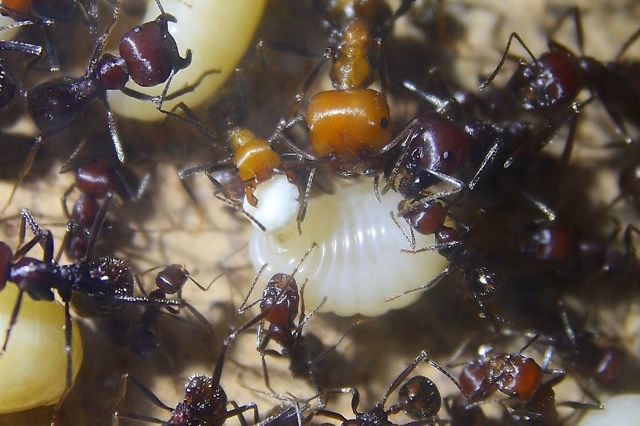 Messor cephalotes mit Ameisenbrot _2
