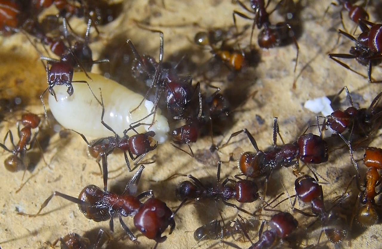 Messor cephalotes mit Ameisenbrot _3