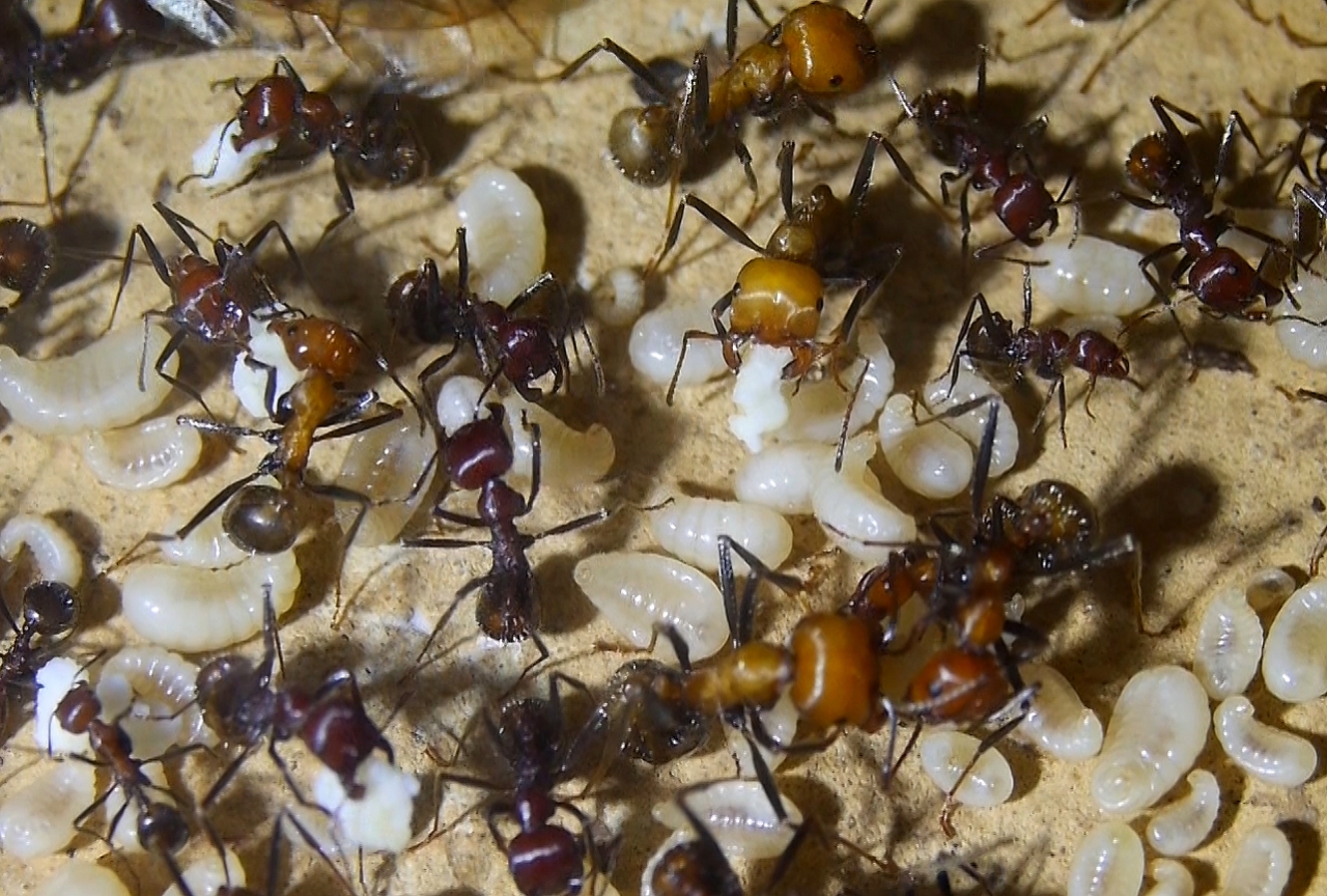 Messor cephalotes mit Ameisenbrot _4