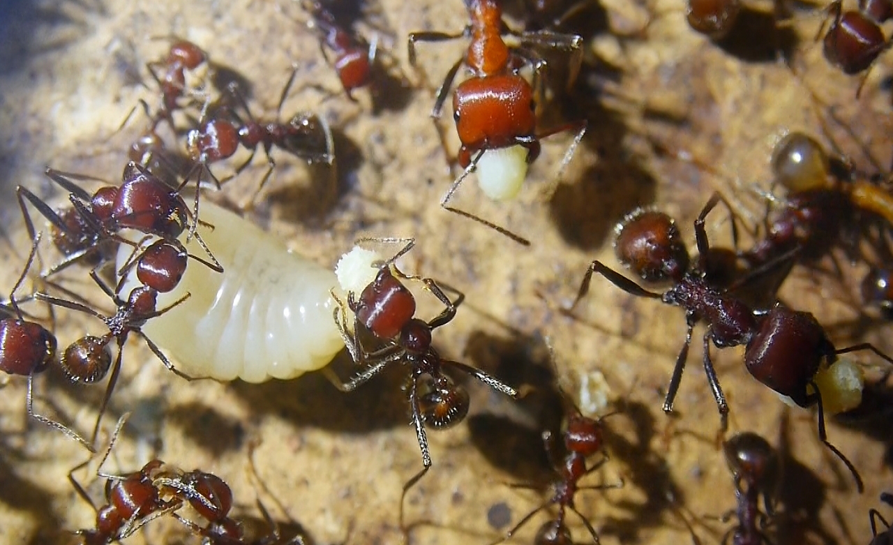 Messor cephalotes mit Ameisenbrot _6