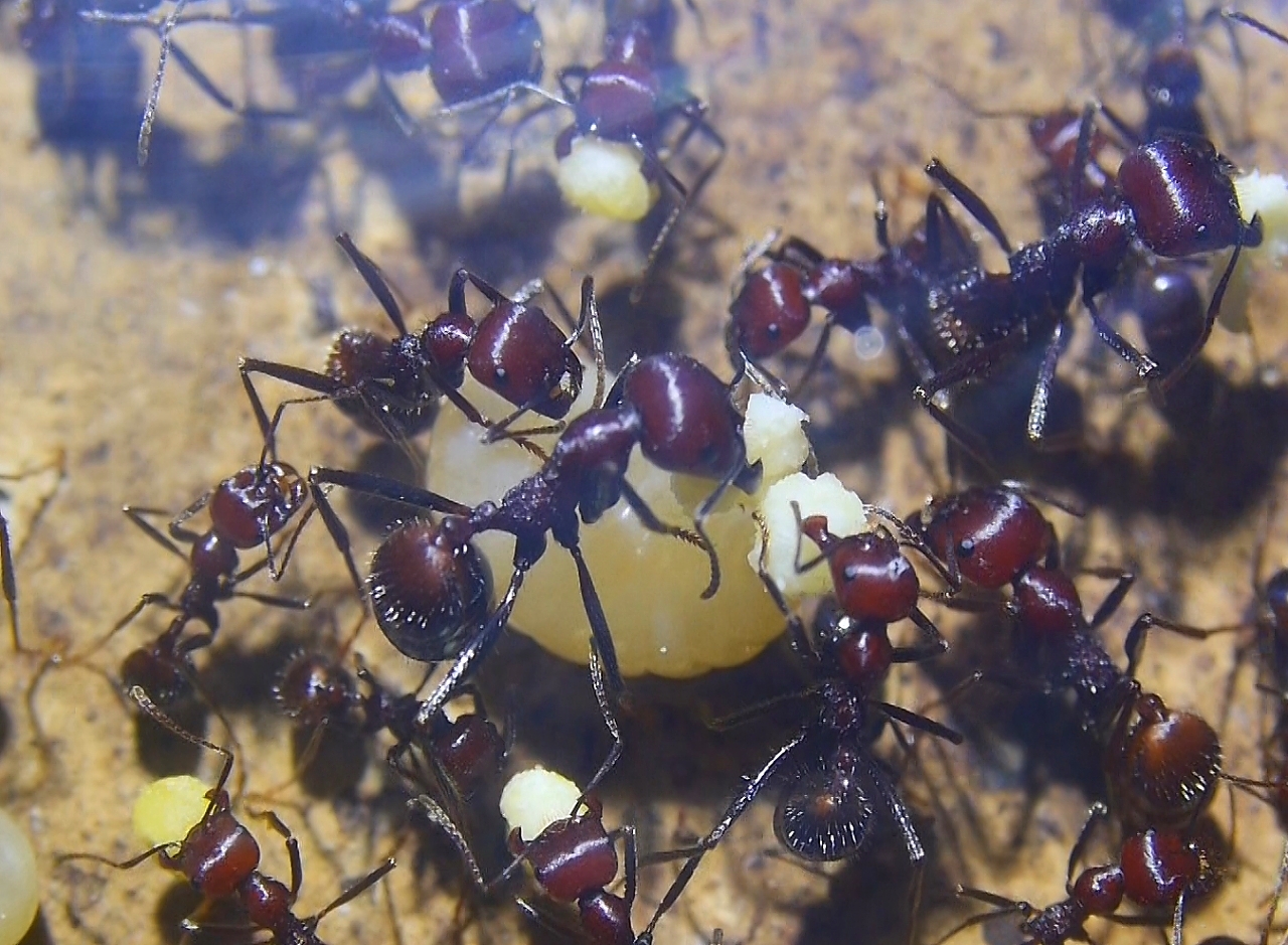 Messor cephalotes mit Ameisenbrot _7
