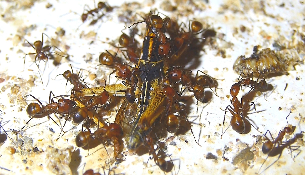 Camponotus nicobarensis futtern Heuschrecke