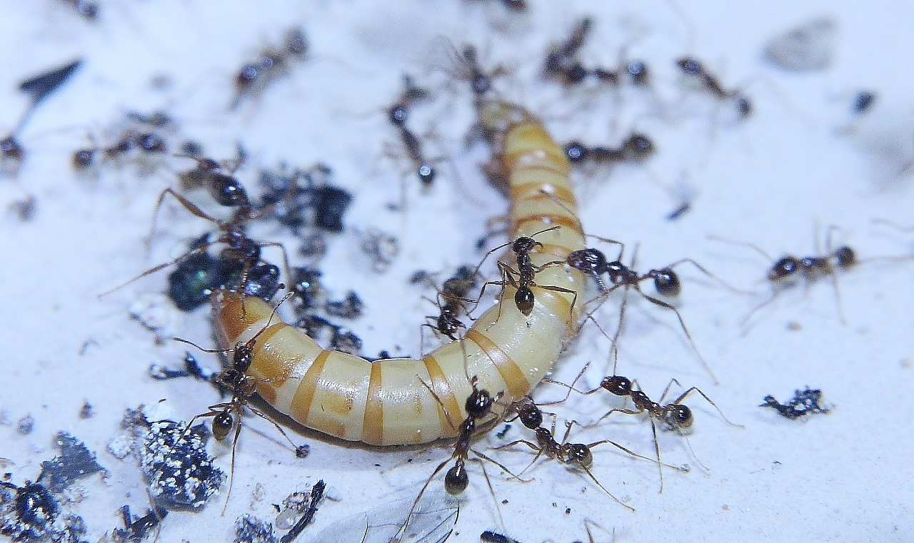 Pheidole sinica _5