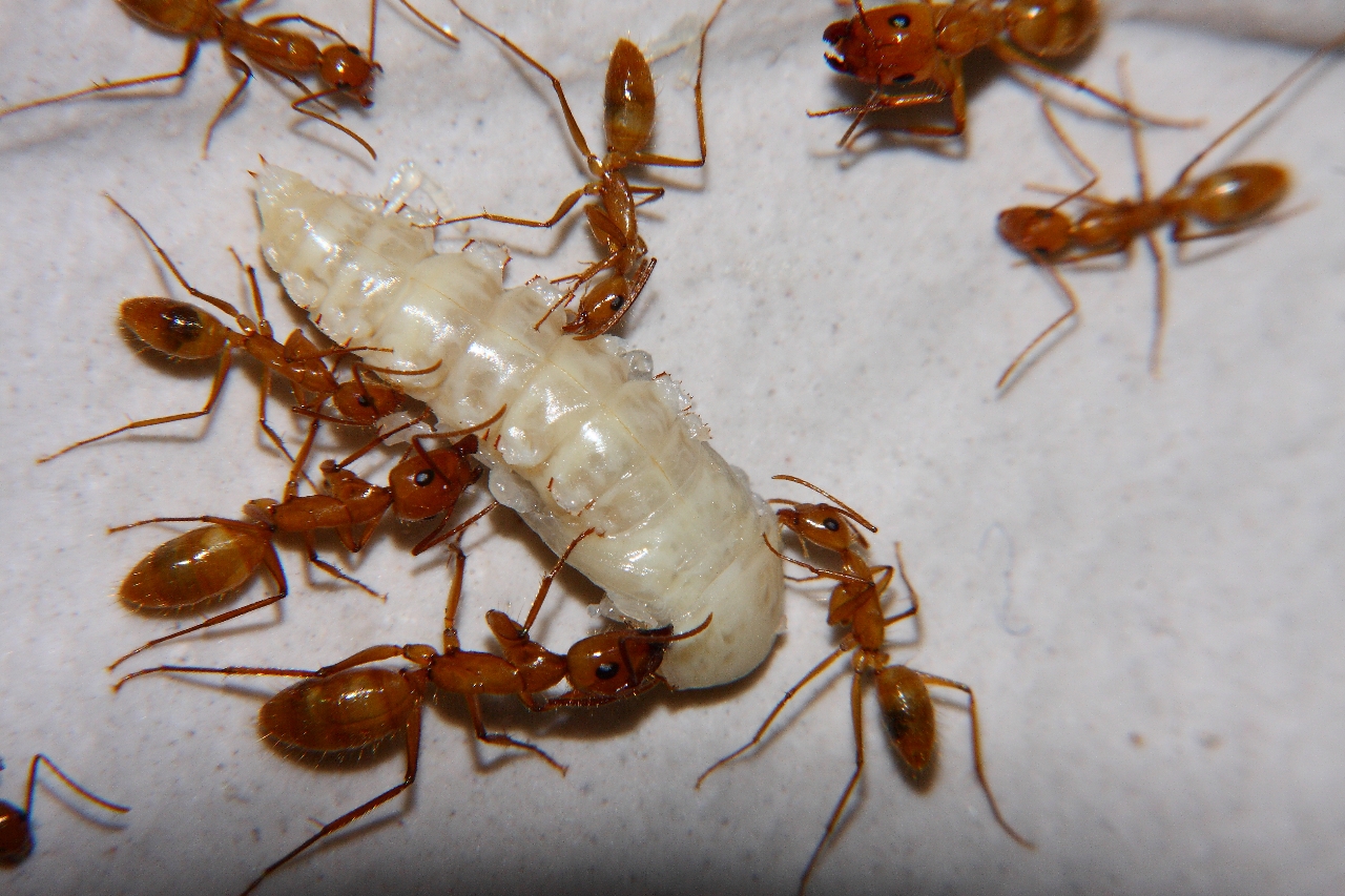 Camponotus spec _15
