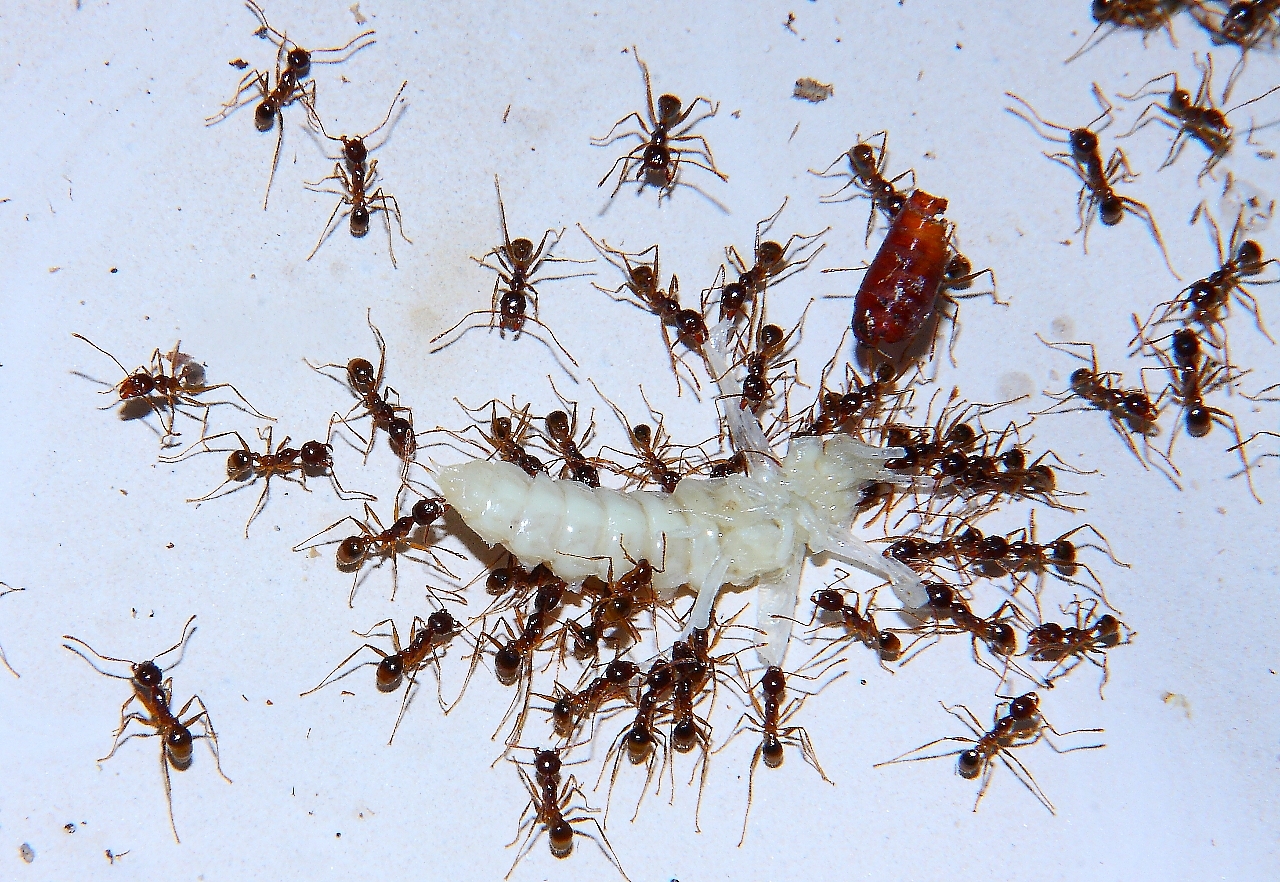 Pheidole sinica zerlegen Mehlkäferpuppe