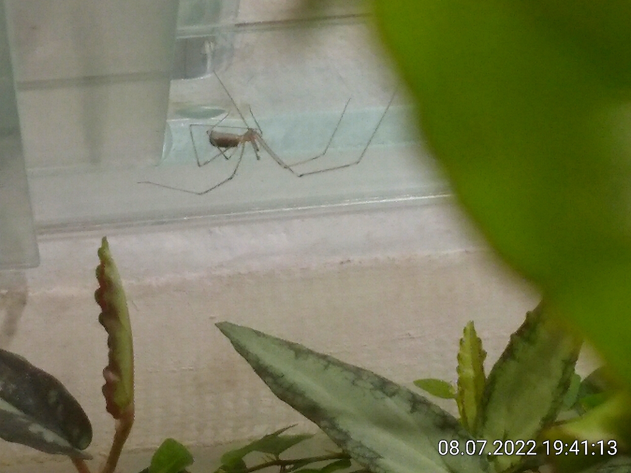 Eine Spinne bei den Ameisen