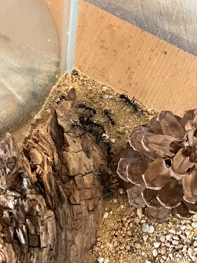 Terrarium1