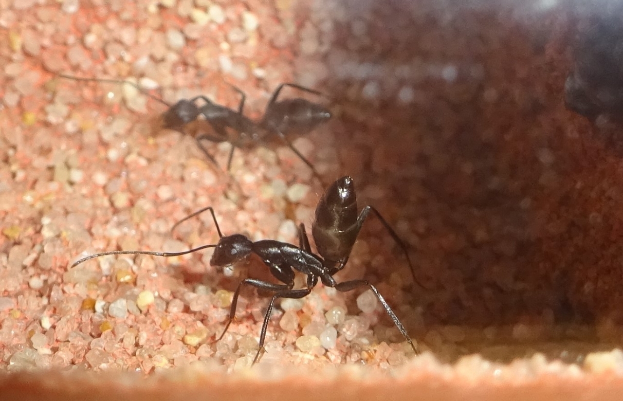 Camponotus sp. Marokko