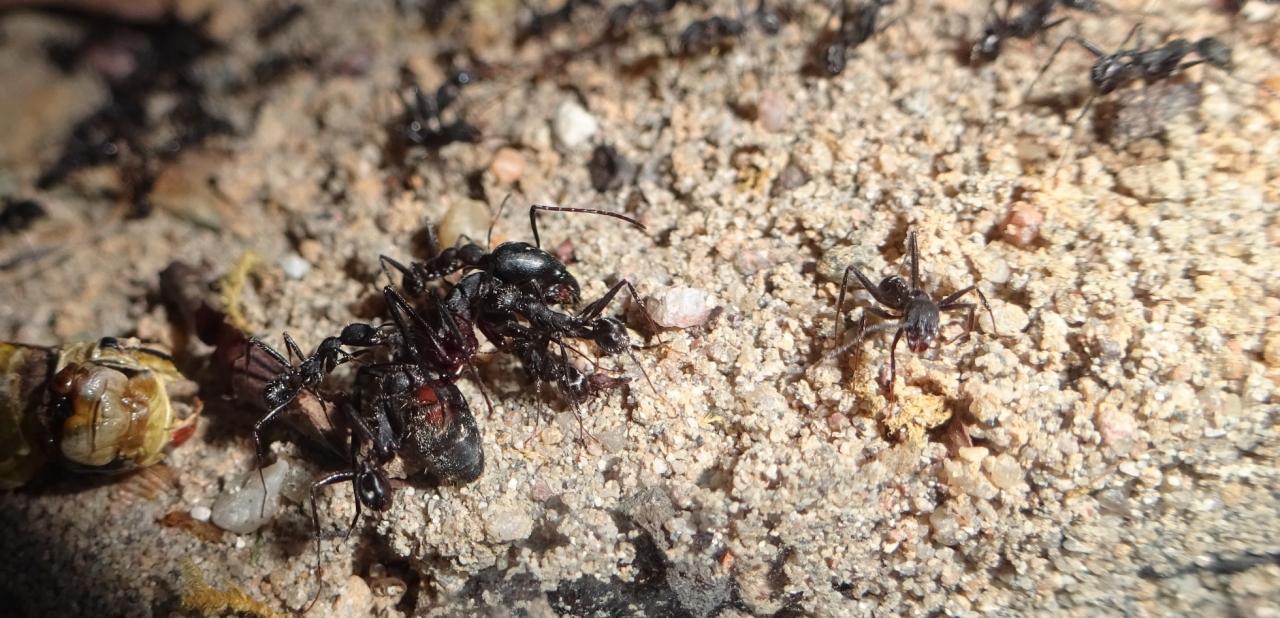 Aphaenogaster senilis