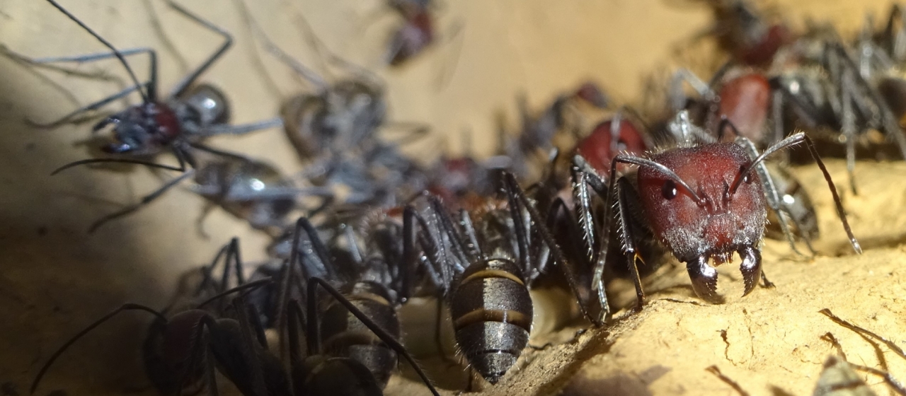 Camponotus singularis