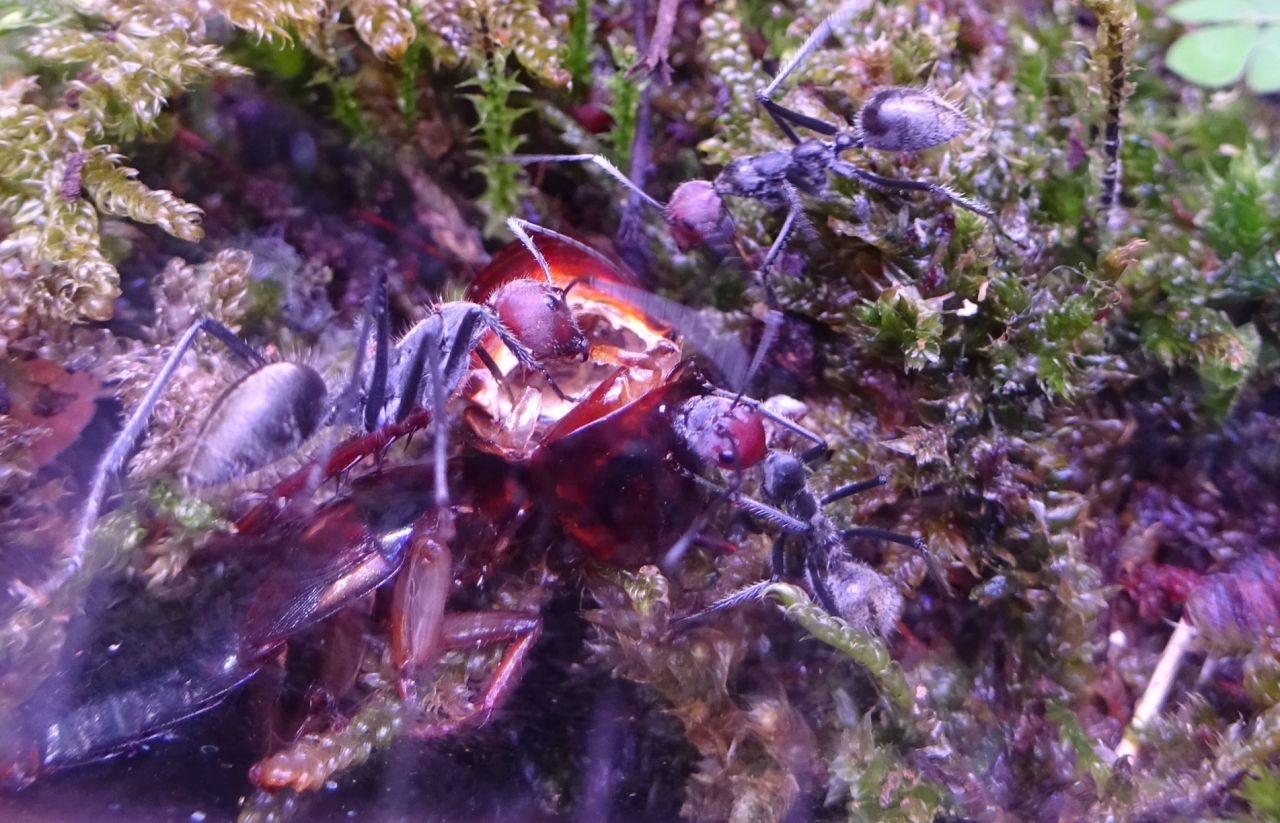 Camponotus singularis 1