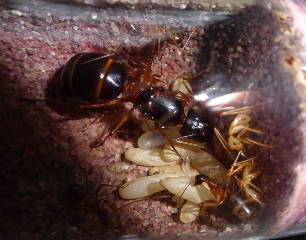 Camponotus festinus