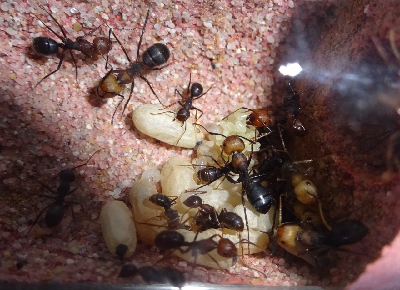 Myrmotarsus