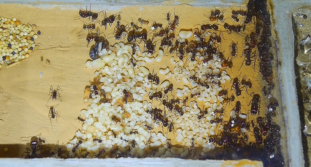 Messor cephalotes eine Nestkammer -1
