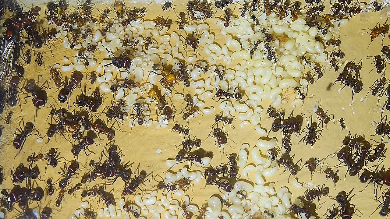 Messor cephalotes eine Nestkammer