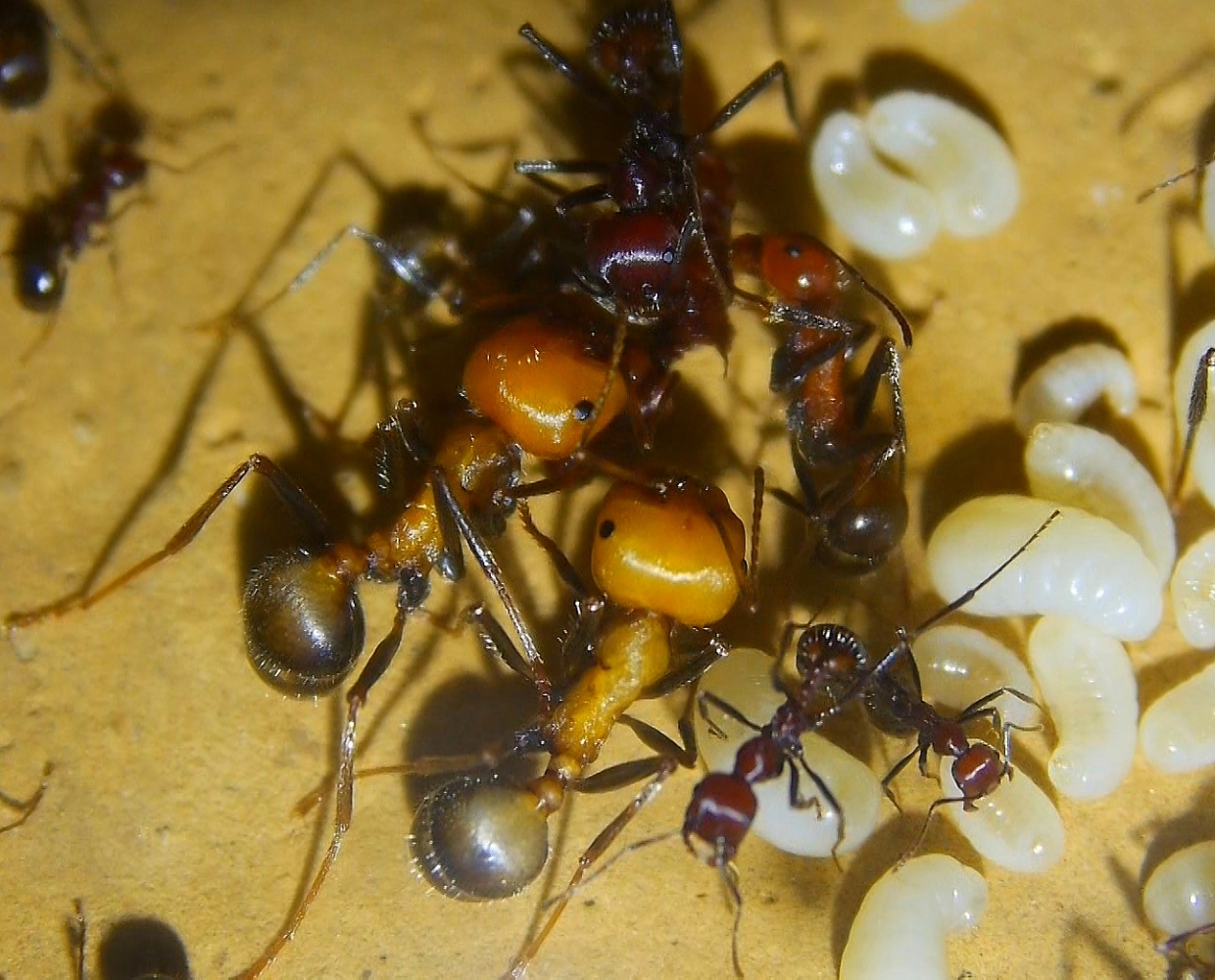 Messor cephalotes frisch geschlüpfte Arbeiterinnen -2