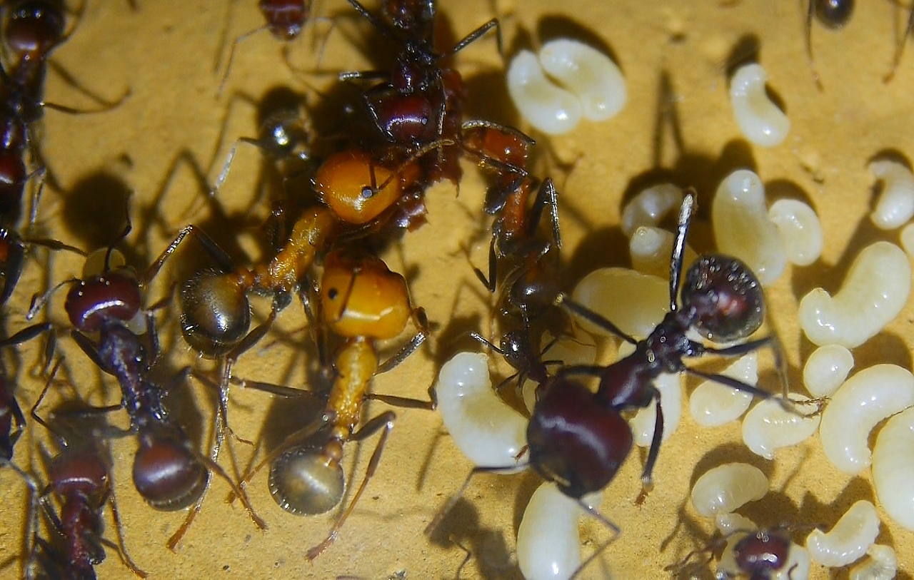 Messor cephalotes frisch geschlüpfte Arbeiterinnen