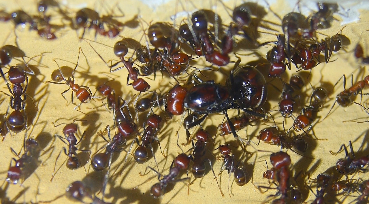 Messor cephalotes Königin mit Hilfsarbeiterinnen -2