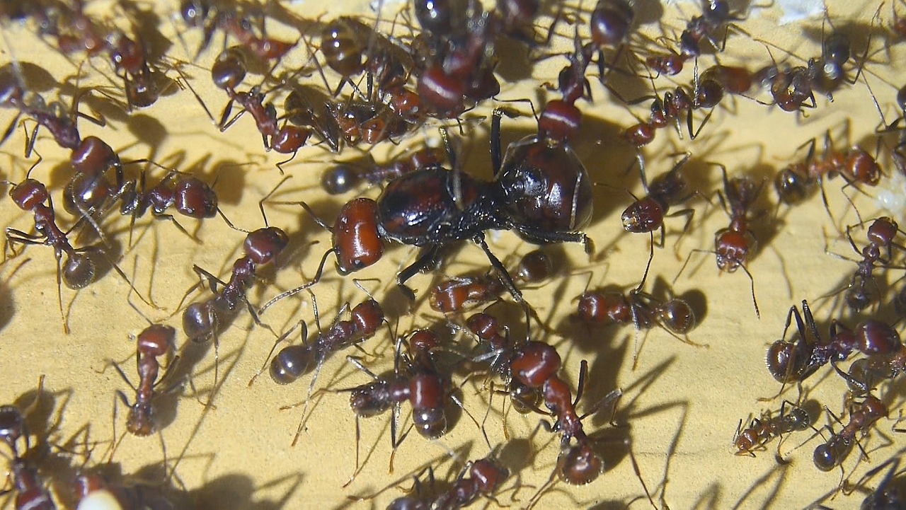 Messor cephalotes Königin mit Hilfsarbeiterinnen -3