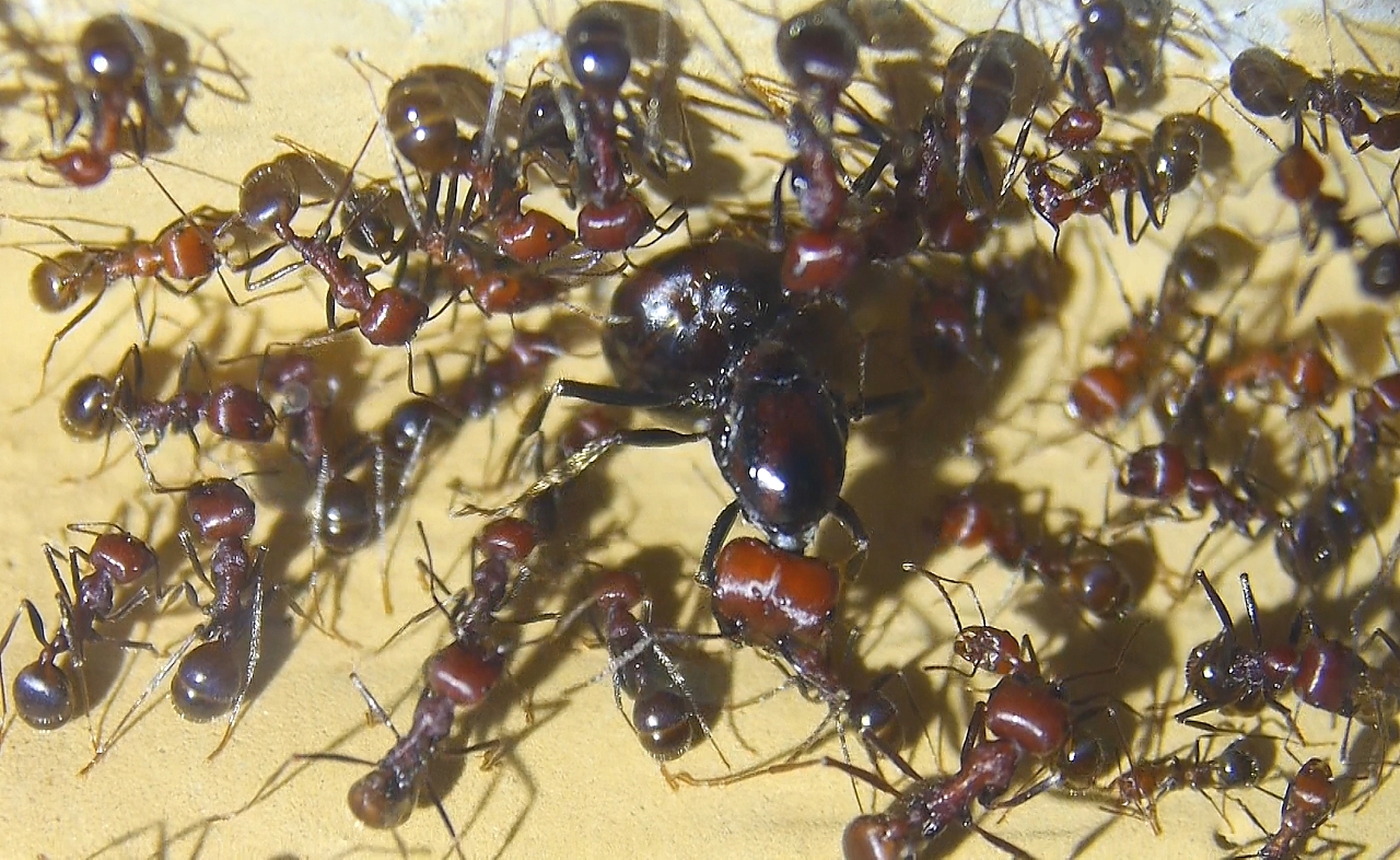 Messor cephalotes Königin mit Hilfsarbeiterinnen