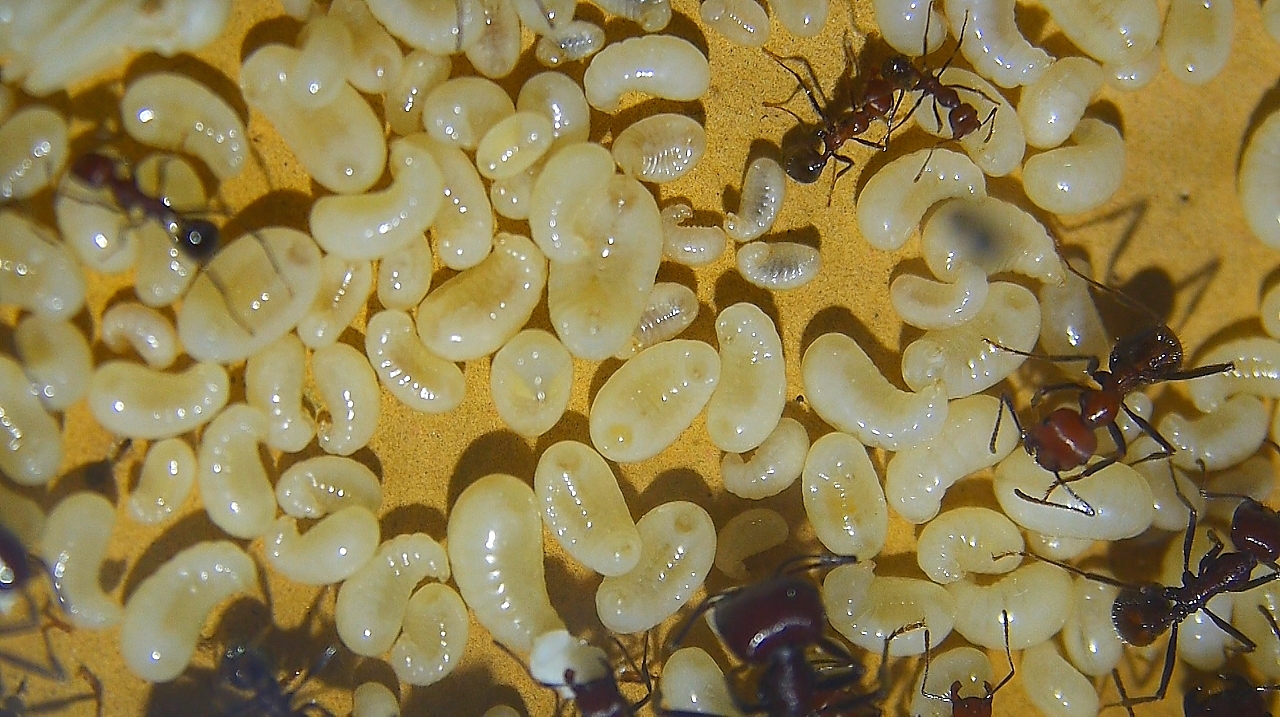 Messor cephalotes Larven -3