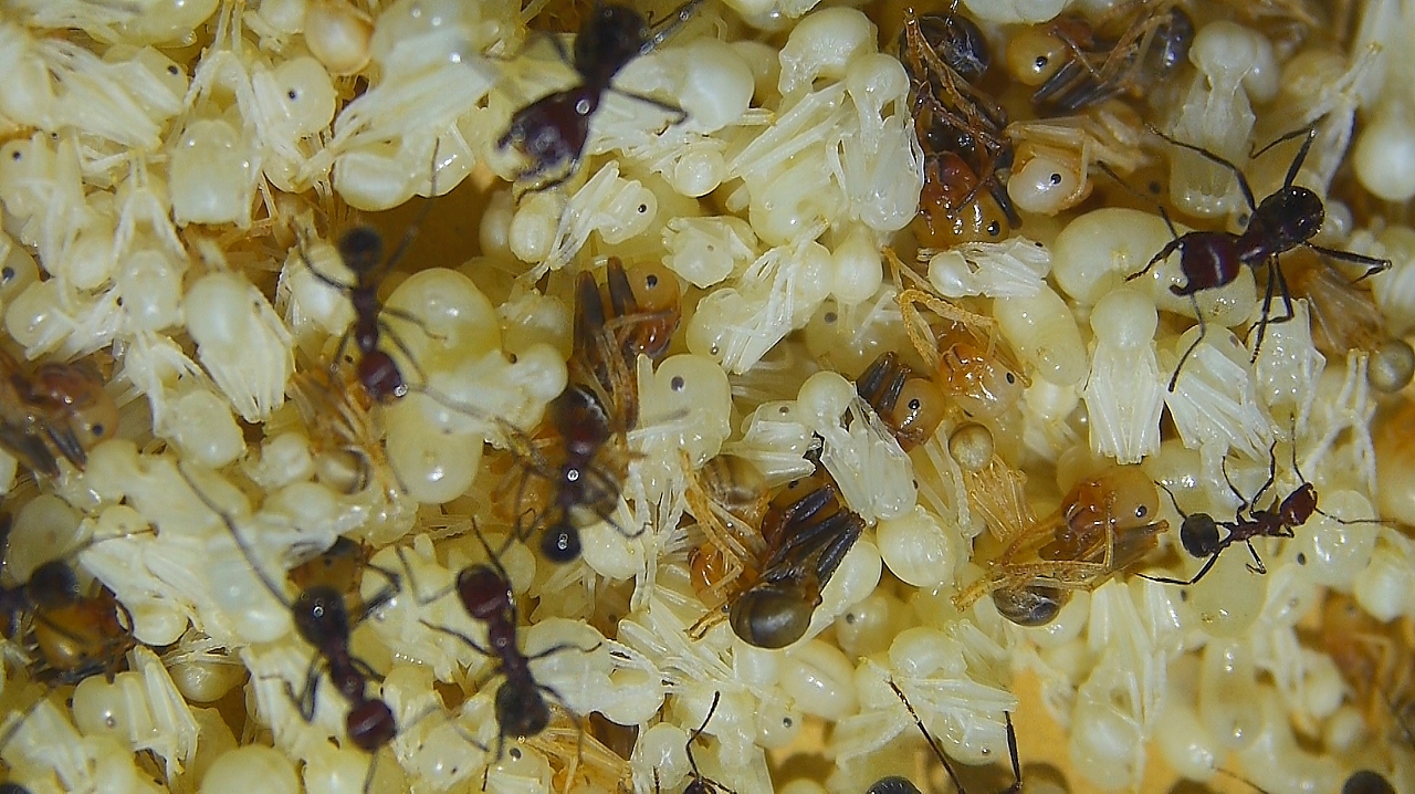 Messor cephalotes Puppen -2