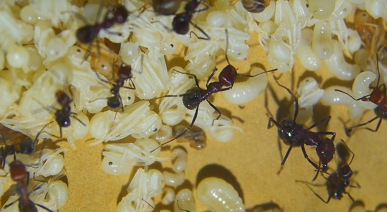 Messor cephalotes Puppen