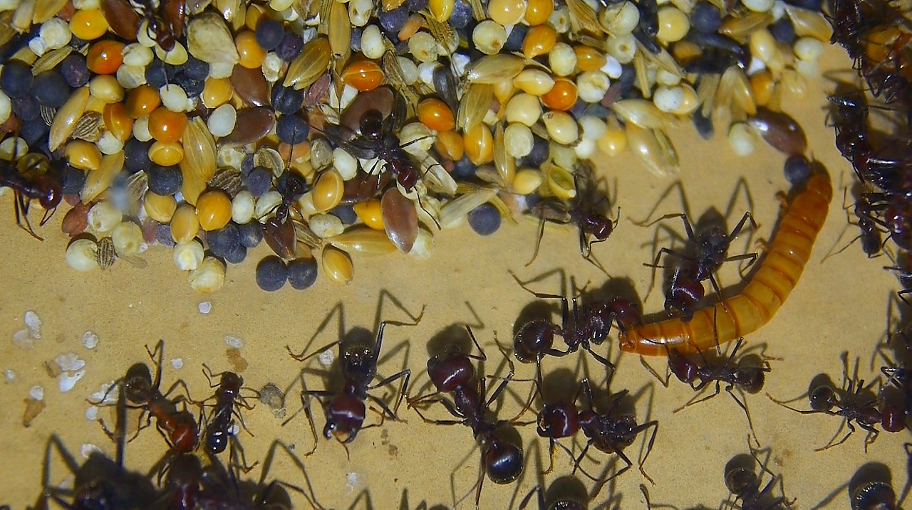 Messor cephalotes Speicherkammer -1
