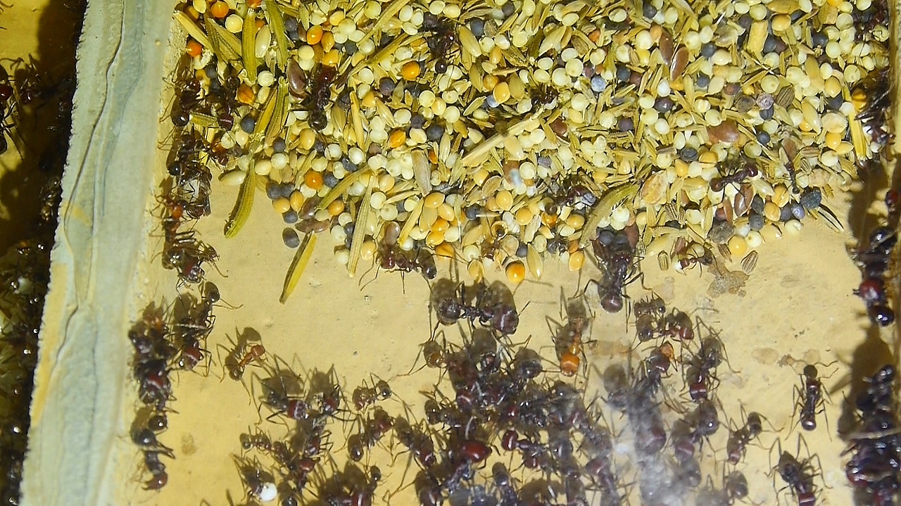 Messor cephalotes Speicherkammer