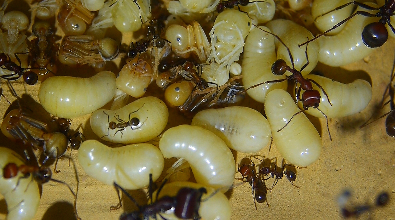 Messor cephalotes Köninnen Larven 1