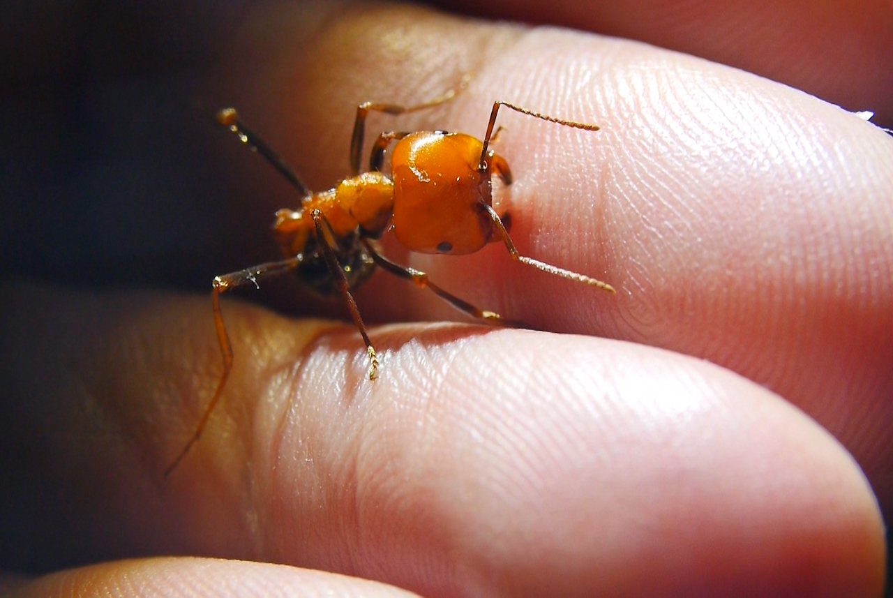 Messor cephalotes Major beißt in Finger 4