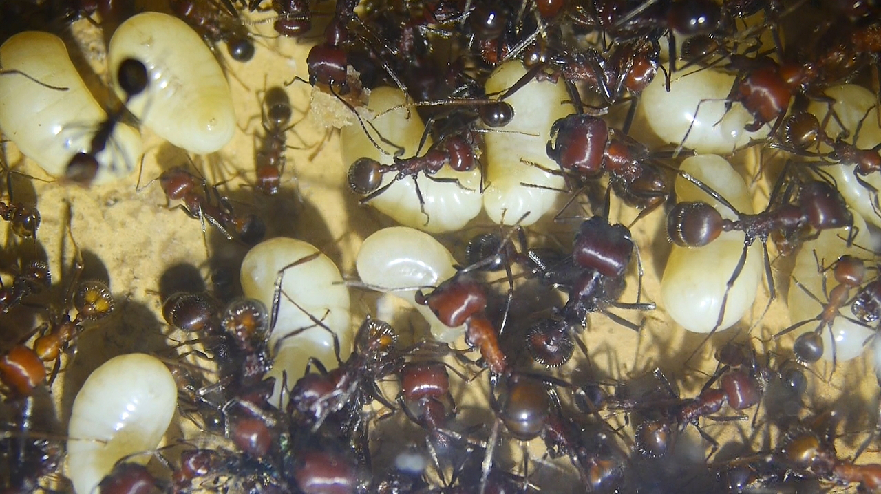 Messor cephalotes Königinnenlarven 3